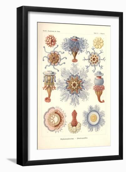 Siphonophorae - Jelly Fish, from 'Kunstformen Der Natur', Engraved by Adolf Giltsch, Published 1904-Ernst Haeckel-Framed Giclee Print