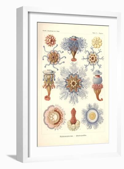 Siphonophorae - Jelly Fish, from 'Kunstformen Der Natur', Engraved by Adolf Giltsch, Published 1904-Ernst Haeckel-Framed Giclee Print