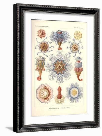 Siphonophorae - Jelly Fish, from 'Kunstformen Der Natur', Engraved by Adolf Giltsch, Published 1904-Ernst Haeckel-Framed Giclee Print