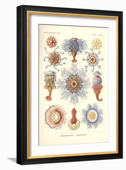 Siphonophorae - Jelly Fish, from 'Kunstformen Der Natur', Engraved by Adolf Giltsch, Published 1904-Ernst Haeckel-Framed Giclee Print