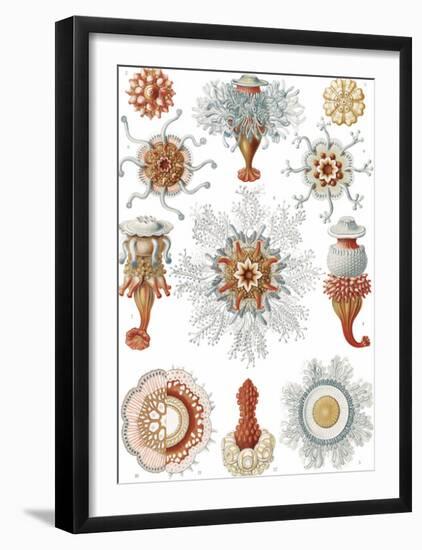 Siphonophorae Staatsquallen-Ernst Haeckel-Framed Art Print