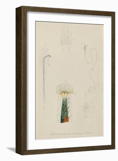 Siphonostoma Vestitum (Gosse): Marine Bristle Worm-Philip Henry Gosse-Framed Giclee Print