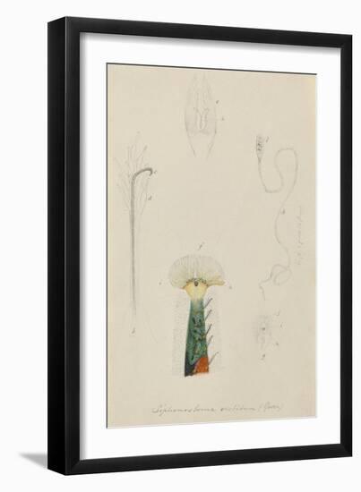 Siphonostoma Vestitum (Gosse): Marine Bristle Worm-Philip Henry Gosse-Framed Giclee Print