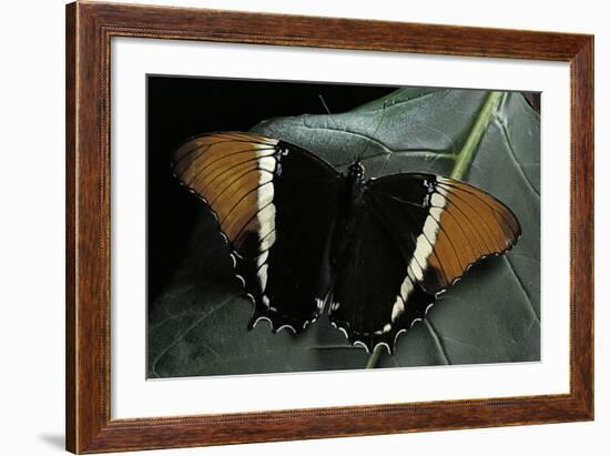 Siproeta Epaphus (Rusty-Tipped Page, Brown Siproeta) - Female-Paul Starosta-Framed Photographic Print