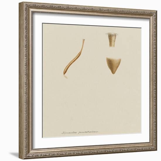 Sipunculus Punctatissimus: Worm-Philip Henry Gosse-Framed Giclee Print