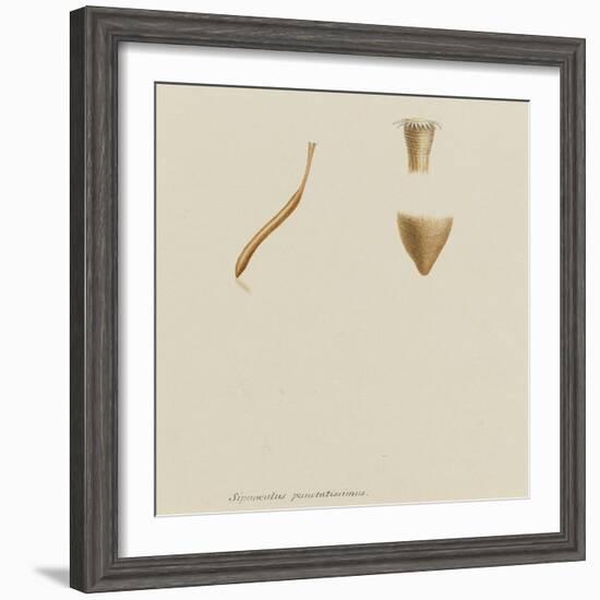 Sipunculus Punctatissimus: Worm-Philip Henry Gosse-Framed Giclee Print