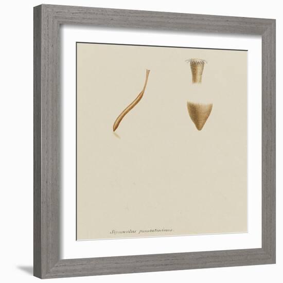 Sipunculus Punctatissimus: Worm-Philip Henry Gosse-Framed Giclee Print