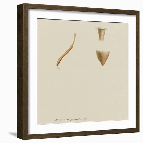 Sipunculus Punctatissimus: Worm-Philip Henry Gosse-Framed Giclee Print