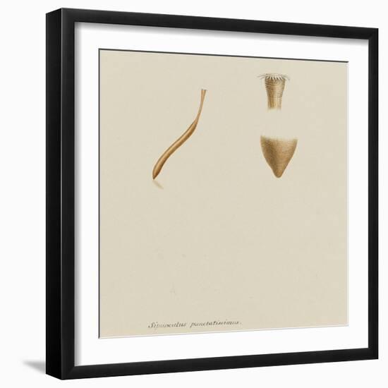 Sipunculus Punctatissimus: Worm-Philip Henry Gosse-Framed Giclee Print