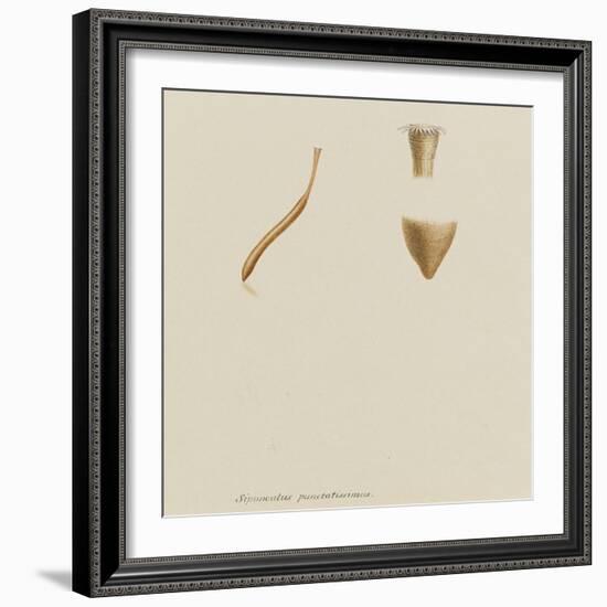 Sipunculus Punctatissimus: Worm-Philip Henry Gosse-Framed Giclee Print