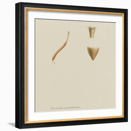 Sipunculus Punctatissimus: Worm-Philip Henry Gosse-Framed Giclee Print