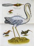 Heron and Humming Birds, from 'A Voyage to the Islands of Madera, Barbados,-Sir Hans Sloane-Framed Giclee Print