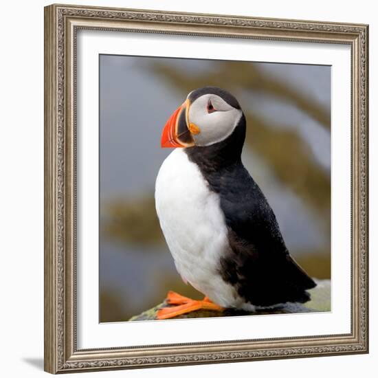 Sir Puffin-Howard Ruby-Framed Photographic Print