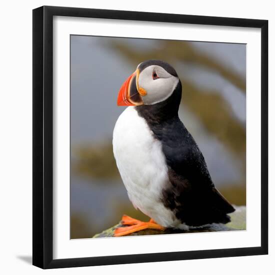 Sir Puffin-Howard Ruby-Framed Photographic Print