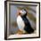 Sir Puffin-Howard Ruby-Framed Photographic Print