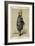 Sir Roderick Impey Murchison-Carlo Pellegrini-Framed Art Print