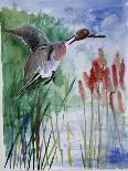 Pintail Duck-Sir Roy Calne-Giclee Print