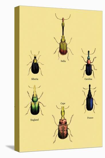 Stretched Canvas Print, , large