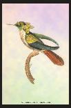 Hummingbird: Trochilus Gramineus-Sir William Jardine-Art Print
