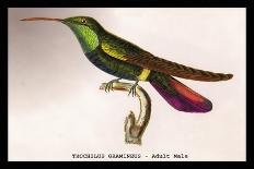 Hummingbird: Trochilus Chalybeus-Sir William Jardine-Art Print
