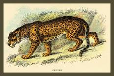 Puma-Sir William Jardine-Art Print