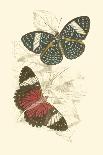 Jardine Butterflies III-Sir William Jardine-Art Print