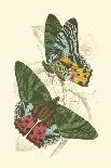 Hummingbird: Trochilus Chalybeus-Sir William Jardine-Art Print