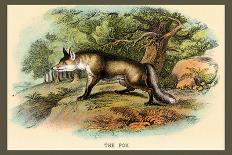The Fox-Sir William Jardine-Art Print