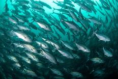 Whale shark swimming through a school of Goldband fusiliier-Sirachai Arunrugstichai-Mounted Photographic Print