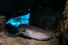 Tawny nurse shark in a small cave, Thailand-Sirachai Arunrugstichai-Premier Image Canvas