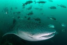 Tawny nurse shark in a small cave, Thailand-Sirachai Arunrugstichai-Photographic Print