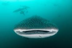 Whale shark feeding on zooplankton, Thailand-Sirachai Arunrugstichai-Mounted Photographic Print