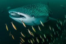 Whale shark feeding on zooplankton, Thailand-Sirachai Arunrugstichai-Framed Premier Image Canvas