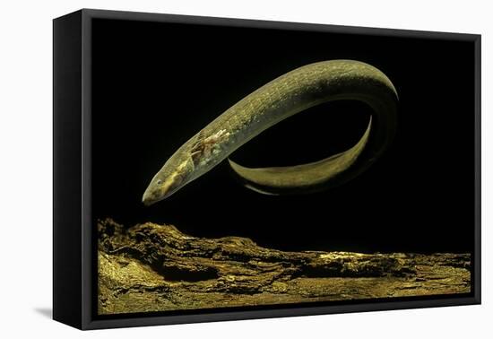 Siren Intermedia (Lesser Siren)-Paul Starosta-Framed Premier Image Canvas