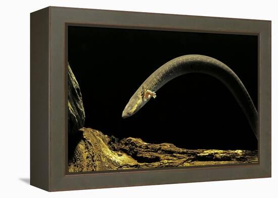 Siren Intermedia (Lesser Siren)-Paul Starosta-Framed Premier Image Canvas