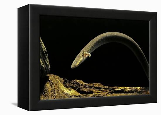Siren Intermedia (Lesser Siren)-Paul Starosta-Framed Premier Image Canvas