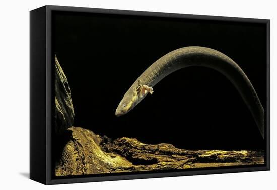 Siren Intermedia (Lesser Siren)-Paul Starosta-Framed Premier Image Canvas