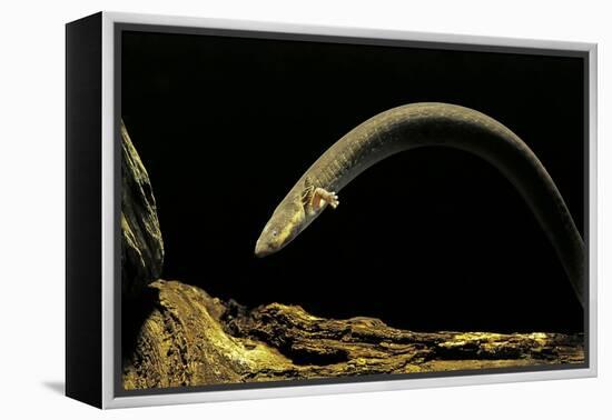 Siren Intermedia (Lesser Siren)-Paul Starosta-Framed Premier Image Canvas