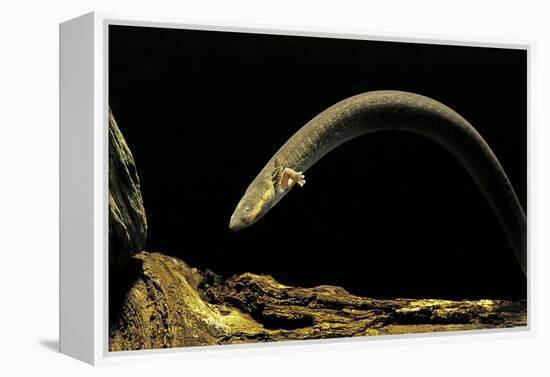 Siren Intermedia (Lesser Siren)-Paul Starosta-Framed Premier Image Canvas