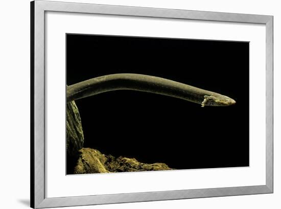 Siren Intermedia (Lesser Siren)-Paul Starosta-Framed Photographic Print