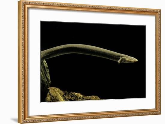 Siren Intermedia (Lesser Siren)-Paul Starosta-Framed Photographic Print