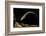 Siren Intermedia (Lesser Siren)-Paul Starosta-Framed Photographic Print