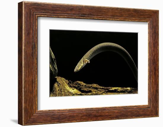 Siren Intermedia (Lesser Siren)-Paul Starosta-Framed Photographic Print