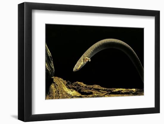 Siren Intermedia (Lesser Siren)-Paul Starosta-Framed Photographic Print