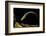 Siren Intermedia (Lesser Siren)-Paul Starosta-Framed Photographic Print