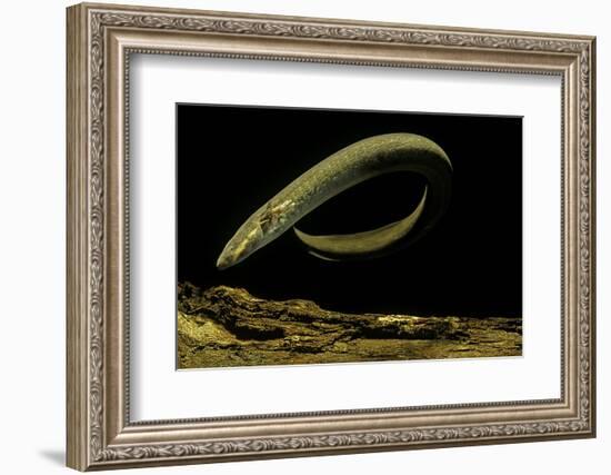 Siren Intermedia (Lesser Siren)-Paul Starosta-Framed Photographic Print