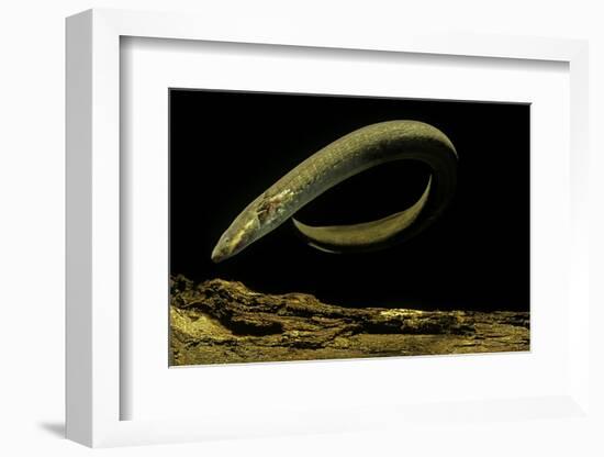 Siren Intermedia (Lesser Siren)-Paul Starosta-Framed Photographic Print