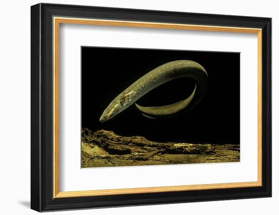 Siren Intermedia (Lesser Siren)-Paul Starosta-Framed Photographic Print