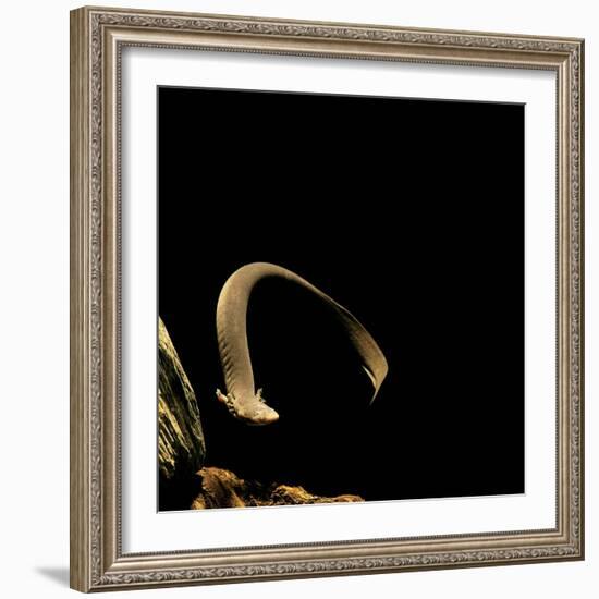 Siren Intermedia (Lesser Siren)-Paul Starosta-Framed Photographic Print