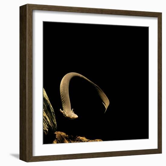 Siren Intermedia (Lesser Siren)-Paul Starosta-Framed Photographic Print